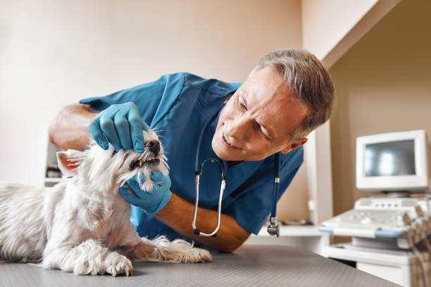 Best Same-Day Emergency Dentist in Henderson, TN